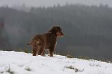 BERGER AUSTRALIEN PUPPIES 528